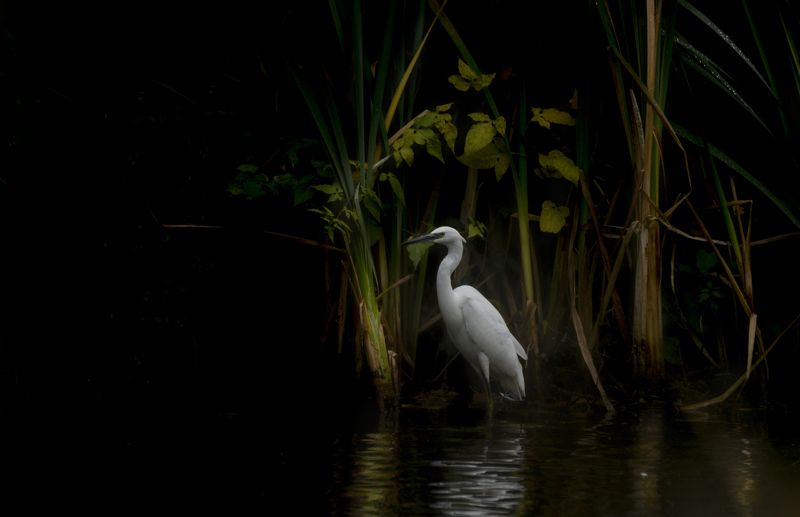 Little Egret, birds, animals, nature, nikon Little Egretphoto preview