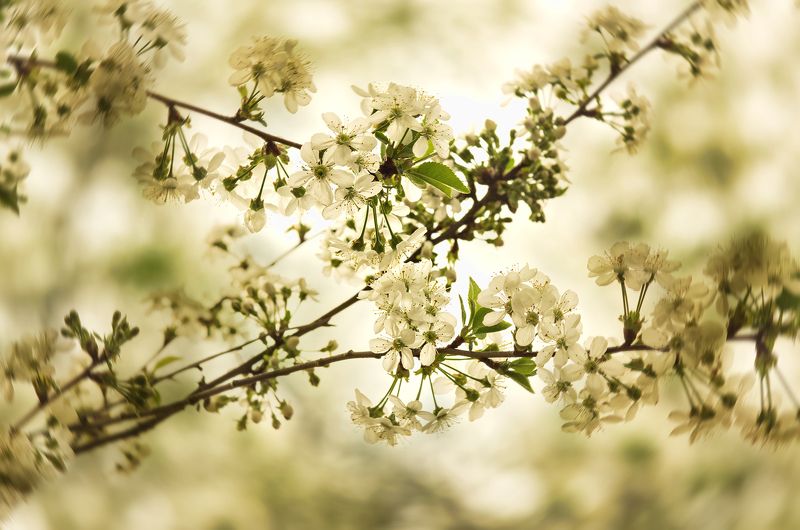 blossom, blossoms, cherry, color, colors, color image, digital, editing, green, nature, photograph, photography, plant, sour cherry, tree, white, Sour Cherry Blossomsphoto preview
