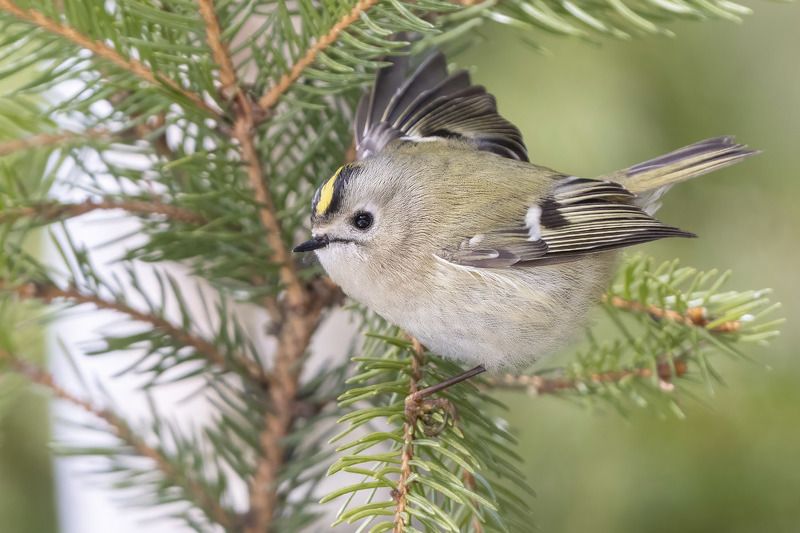 птицы, Подмосковье ***photo preview