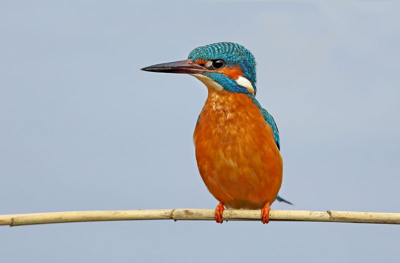 зимородок В ожидании.photo preview