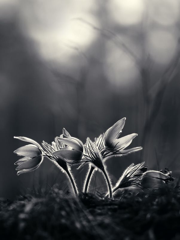 Сон. Сон-траваphoto preview