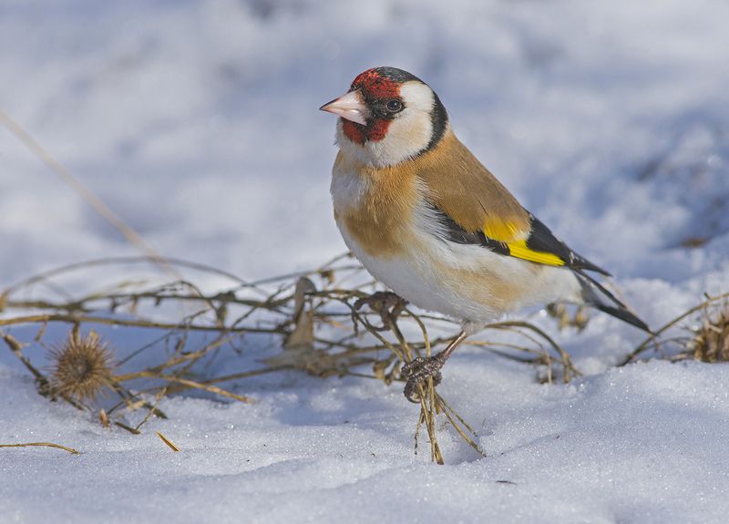щегол,самка,снег,март Щегол в марте...photo preview