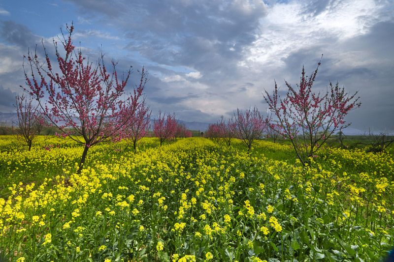 Цветение персика… Кубодиен. Хатлон. Таджикистанphoto preview