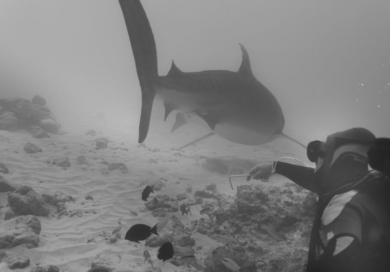 Пронеслоphoto preview