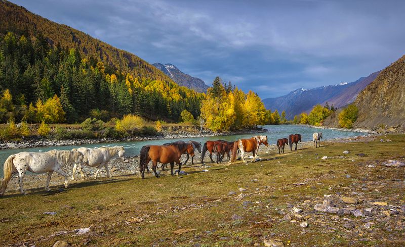 горный алтай, кони, сибирь, горы, осень, чуйский тракт, поход, река, чуя Прогулка у рекиphoto preview