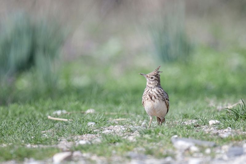 galerida cristata, bird, galerida, cristata Galerida cristataphoto preview