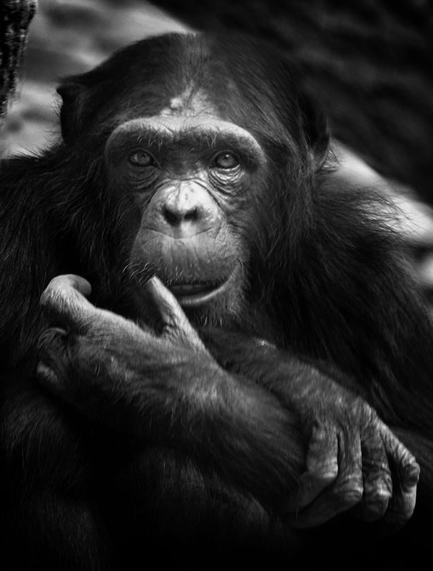 Филяphoto preview