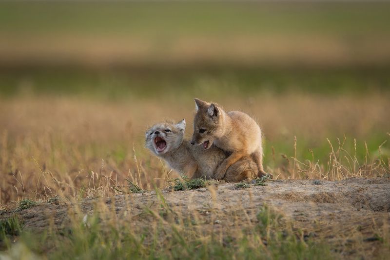 Степные лисята, корсачата, корсак Игрыphoto preview