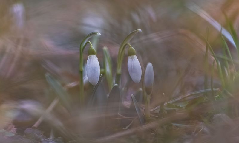 Мартовские подснежникиphoto preview