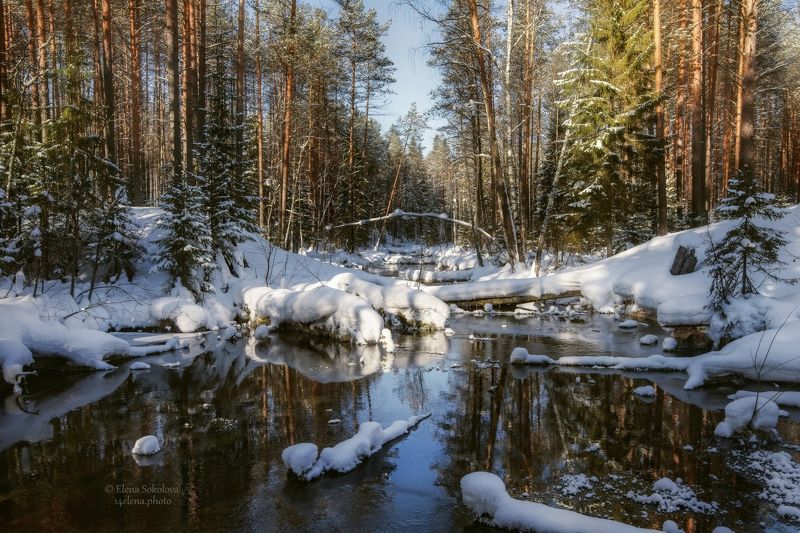 талица, река, весна, снег, вода, паводок, половодье, лес, тайга, отражение Весенний паводокphoto preview