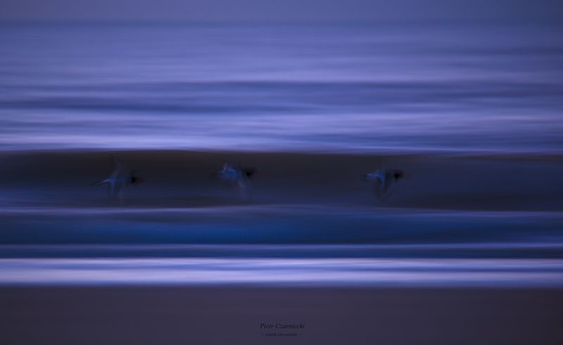 gonitwa, ostrygojad,ptaki,borze, fale, fotografia przyrodnicza, natura,  race...photo preview