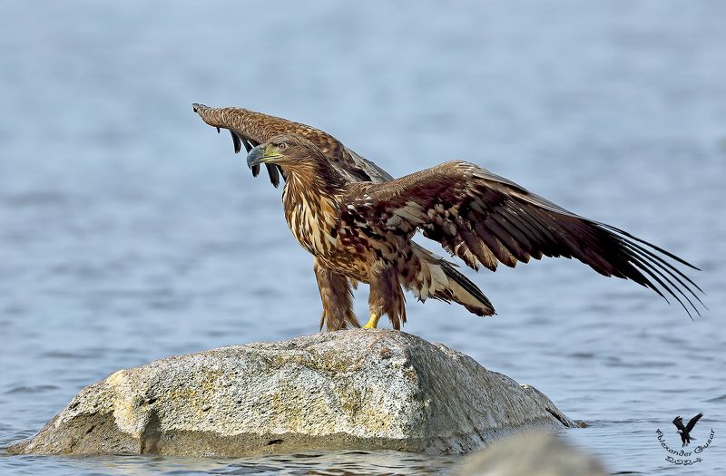 орлан белохвост. Посадку совершил.photo preview