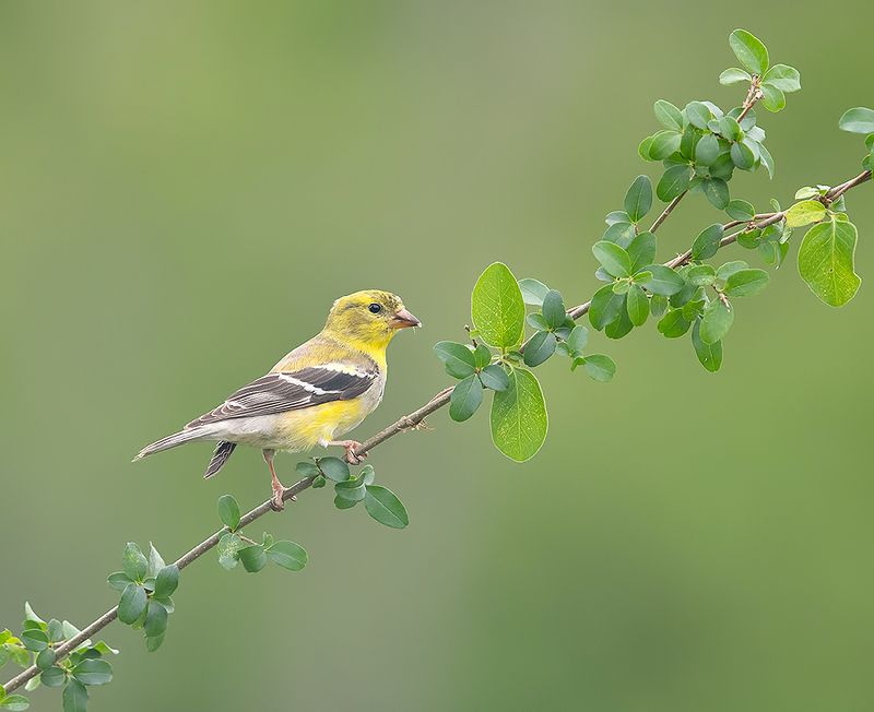american goldfinch, американский чиж, чиж, весна American Goldfinch - Американский чижphoto preview