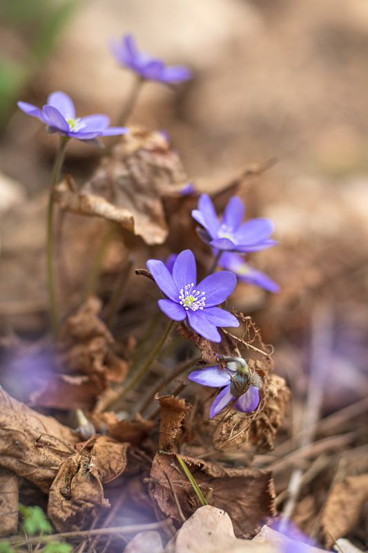 вероника,лесные цветы,прошлогодние листья,рождение весны,ирина горюкина,беларусь Просыпайся,весна!photo preview