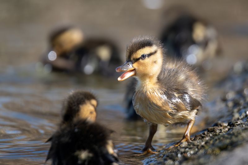 утиные, истории Мультяшный геройphoto preview