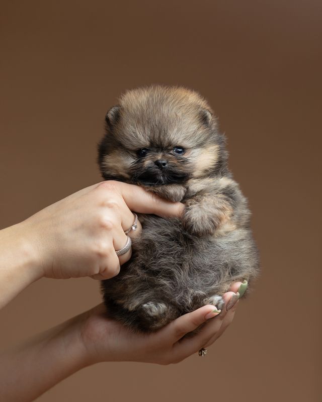 шпиц, щенок, собака Малыши шпицыphoto preview