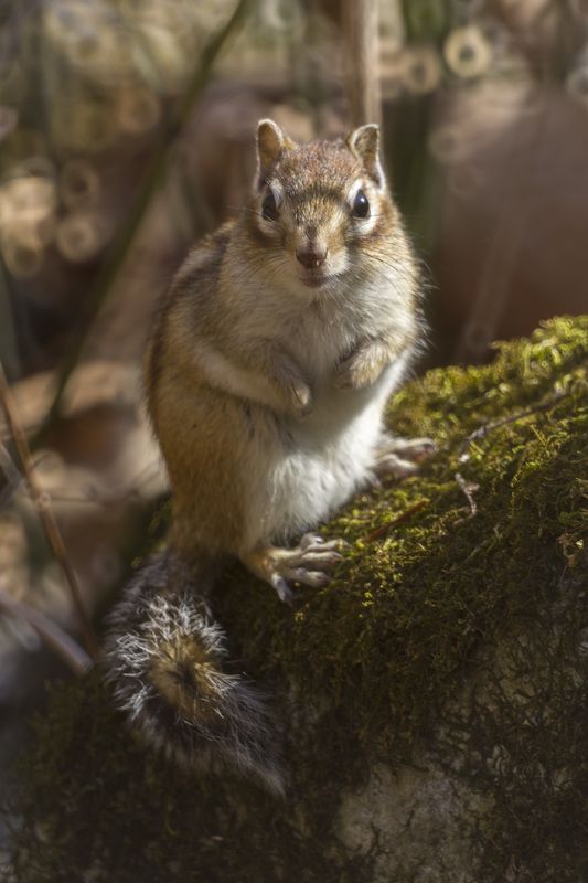 Бурундук, грызун, лес photo preview