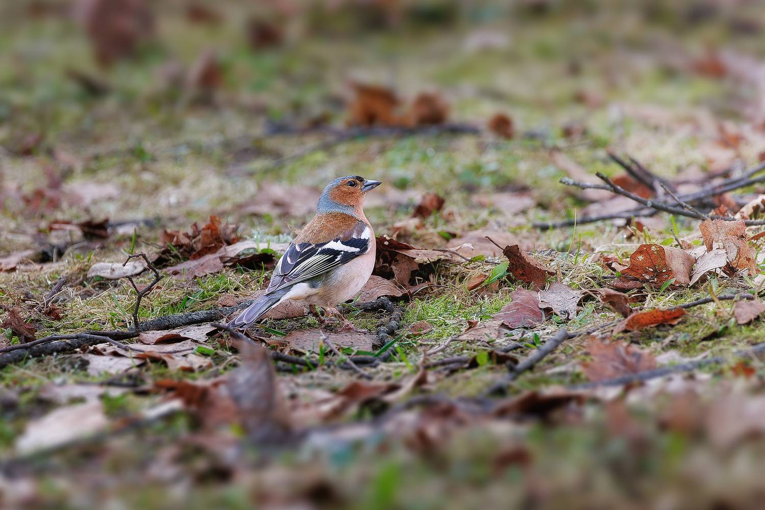 , Загруев Михаил