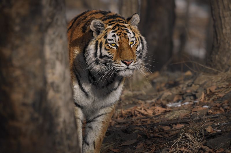 тигр, большие кошки, сафари Крадущийся тигрphoto preview