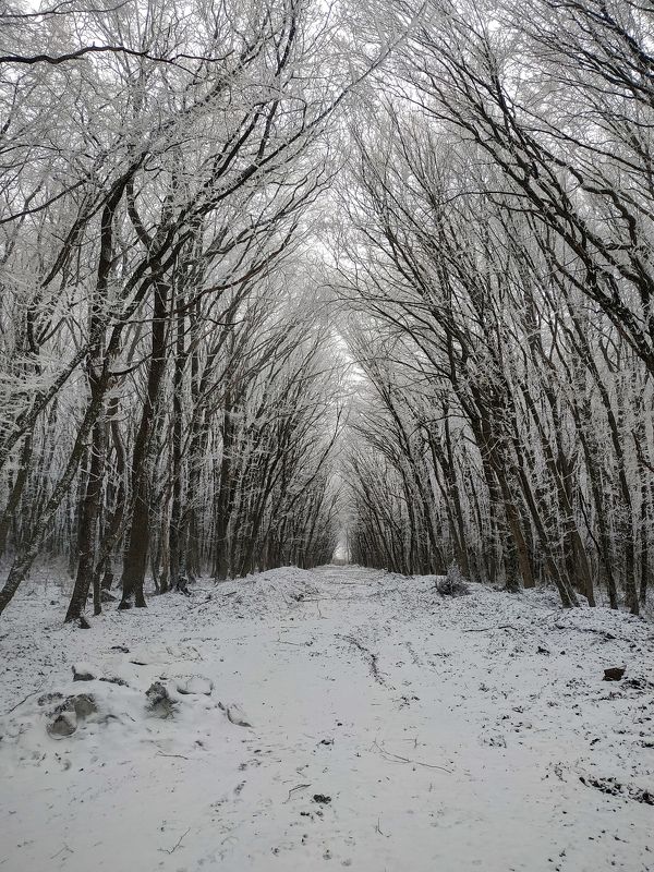 Снег, зима , деревья. Зима в лесуphoto preview