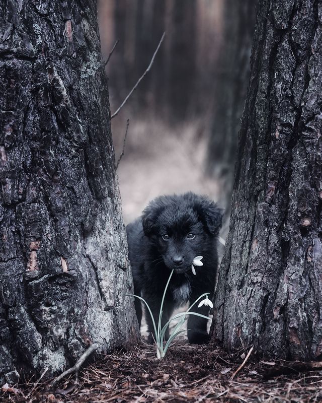 март, весна, щенок, милый, природа, деревья, одинокий, подснежник, цветы, вдохновение, аромат, фотограф чорный, \