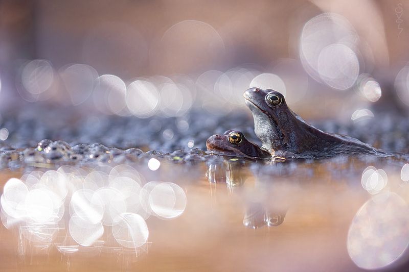 лягушки photo preview