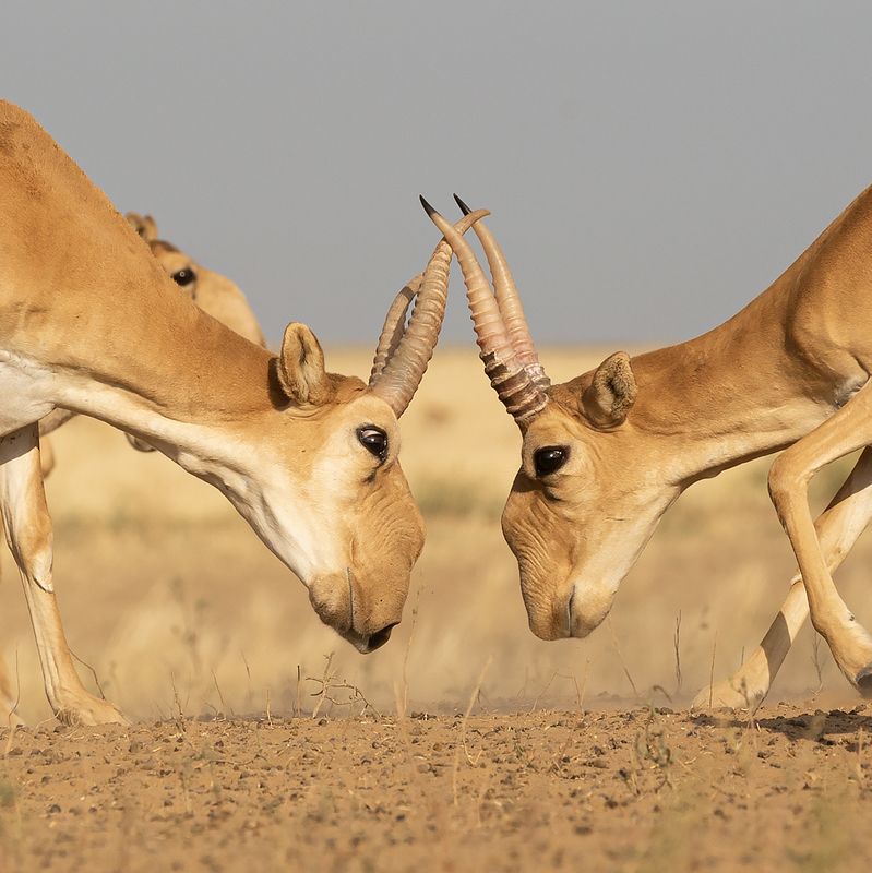 Сайгак, Калмыкия Спарингphoto preview