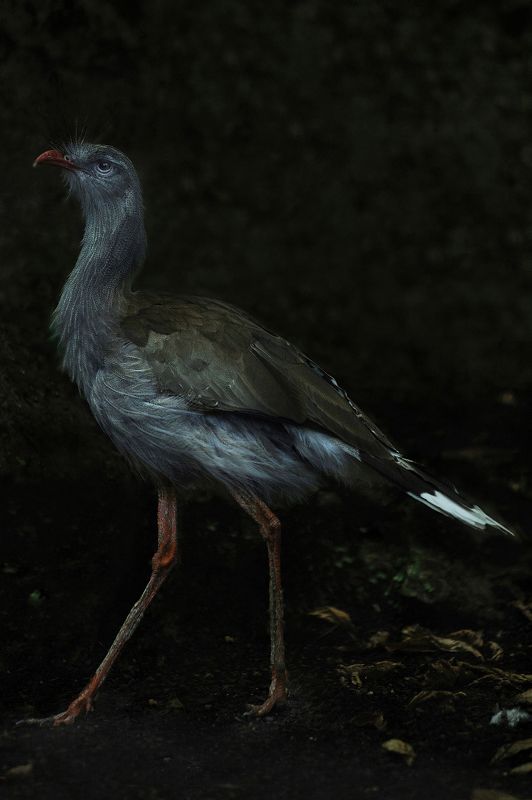 Cariama Huppéphoto preview