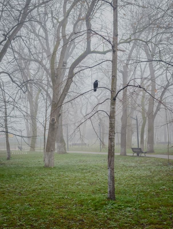 туман, парк, грач Обитатель туманного паркаphoto preview