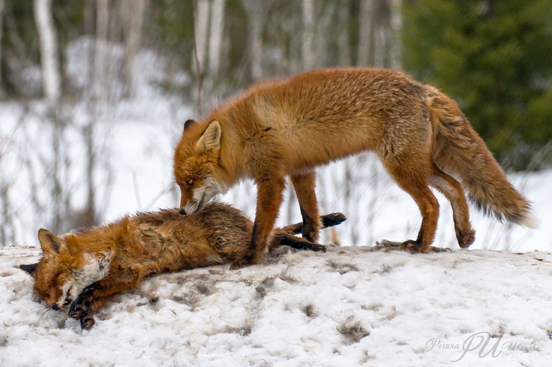 «Shit happens»photo preview