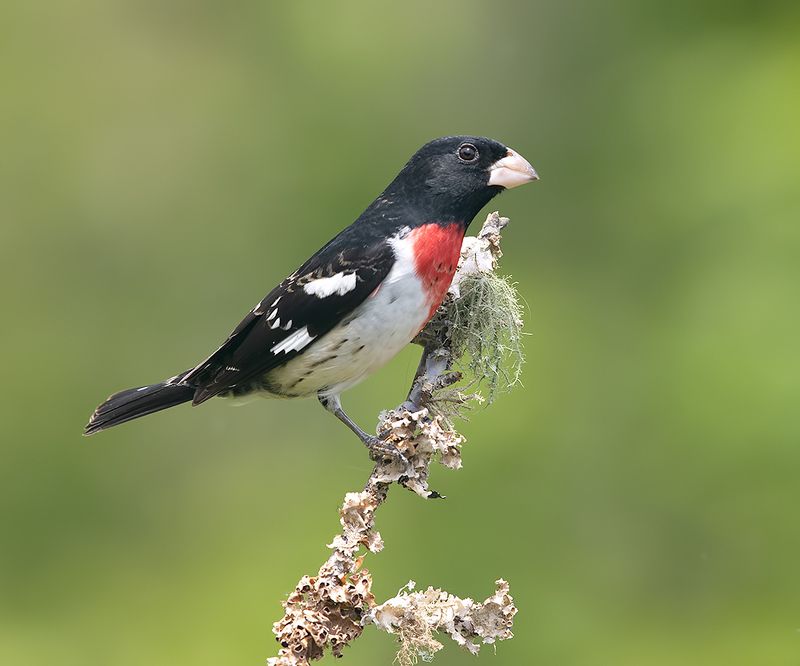 rose-breasted grosbeak, красногрудый дубоносовый кардинал, кардинал,cardinal, весна Rose-breasted Grosbeak, male -  Красногрудый дубоносовый кардиналphoto preview