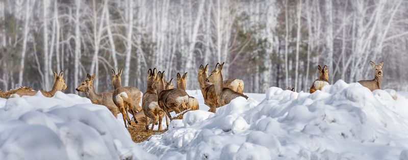 косули, весна, Переполох. (серия)photo preview