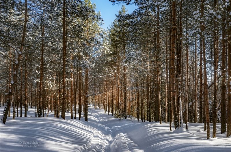 бор, лес, сосны, вечна, снег, пермский край Сосновый борphoto preview
