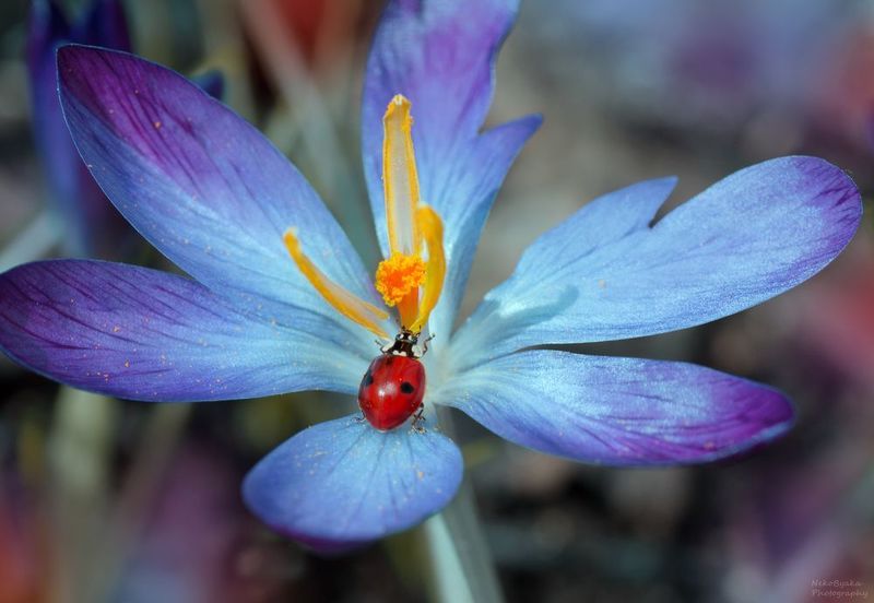 макро, природа, весна, цветы, насекомые, божья коровка, крокус, macro, nature, spring, flowers, insects, ladybug, crocus, Голубое утроphoto preview
