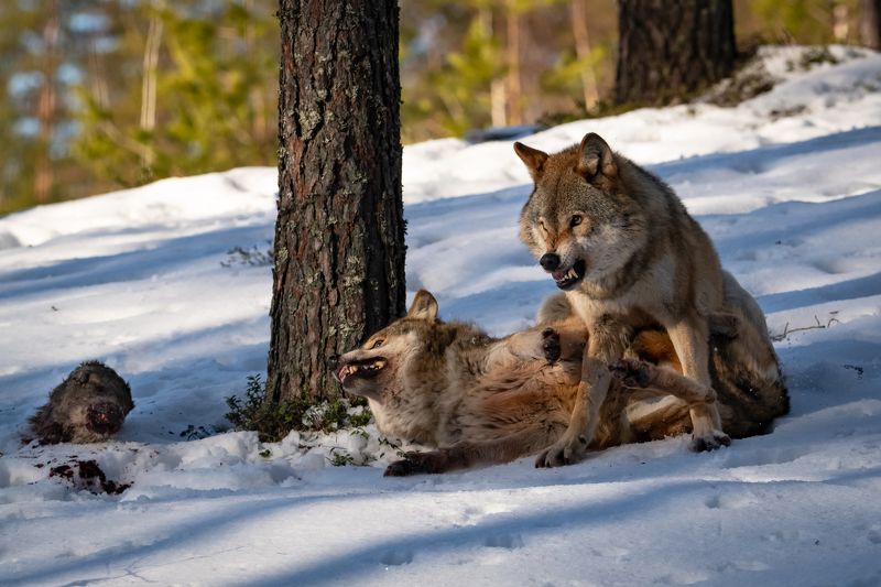 волки, оскал, драка, злость Зловещее предупреждениеphoto preview