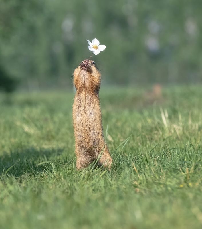 суслик, цветок, лето, татышев парк На свидание!photo preview