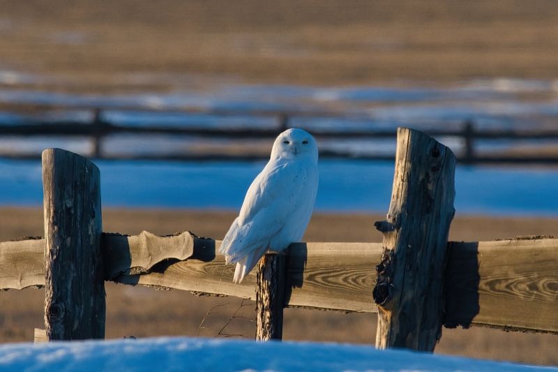 белая сова white owl Посиделкиphoto preview