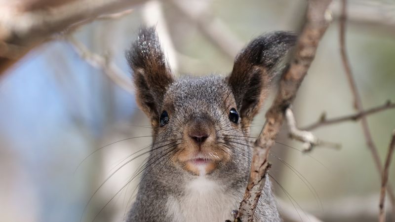 белка, красноярские столбы Приветphoto preview