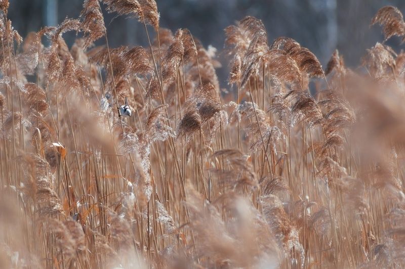 Ополовник в тростникеphoto preview