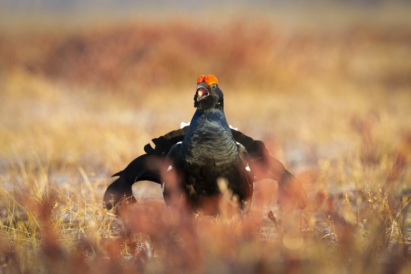 Тетерев, токующий тетерев Вызовphoto preview