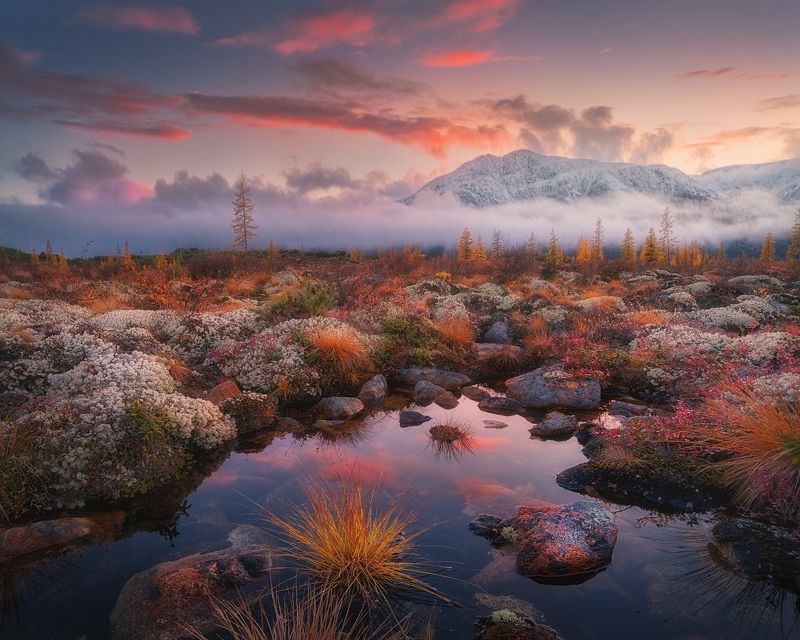 Колымский ёжикphoto preview