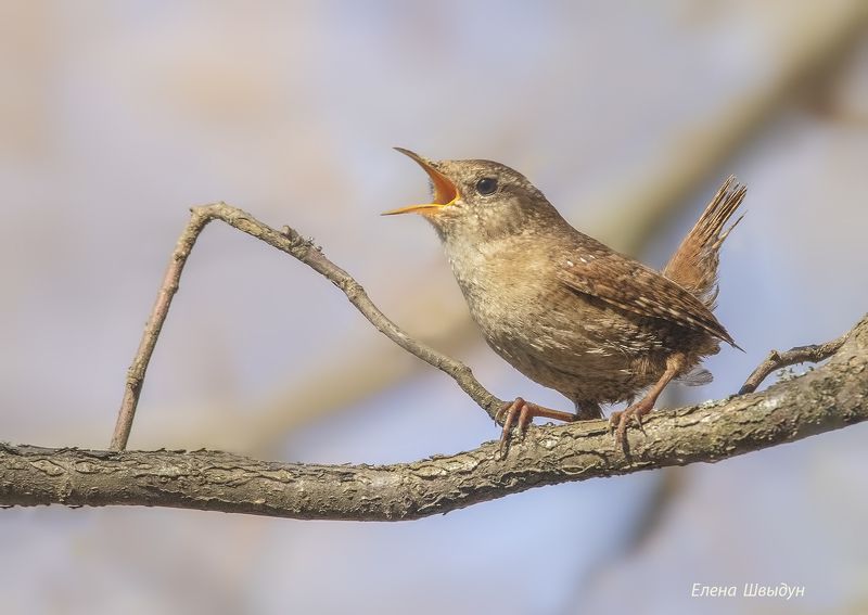 bird of prey, animal, birds, bird, animal wildlife, nature, animals in the wild, eurasian wren, крапивник, птицы, птица О соле мио!photo preview