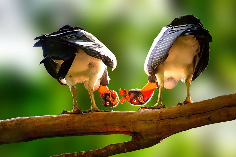 King Vulturesphoto preview