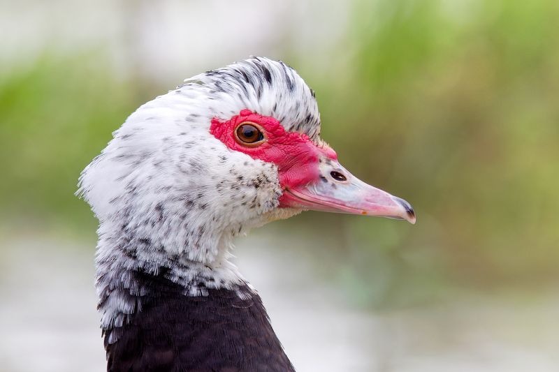 Muscovy Duckphoto preview
