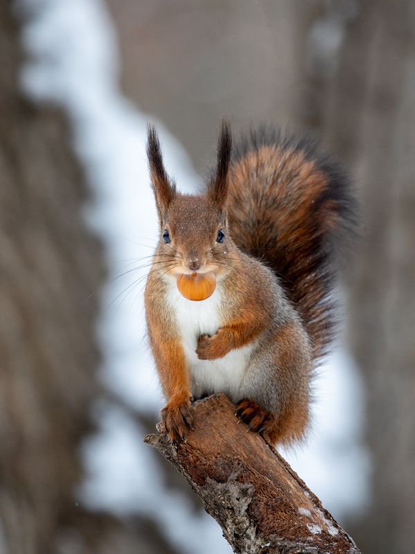 белка Не мешайте мне есть! фото превью