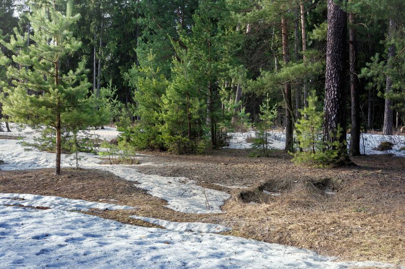 лес, деревья, свет, снег Тающий снег в весеннем лесу фото превью