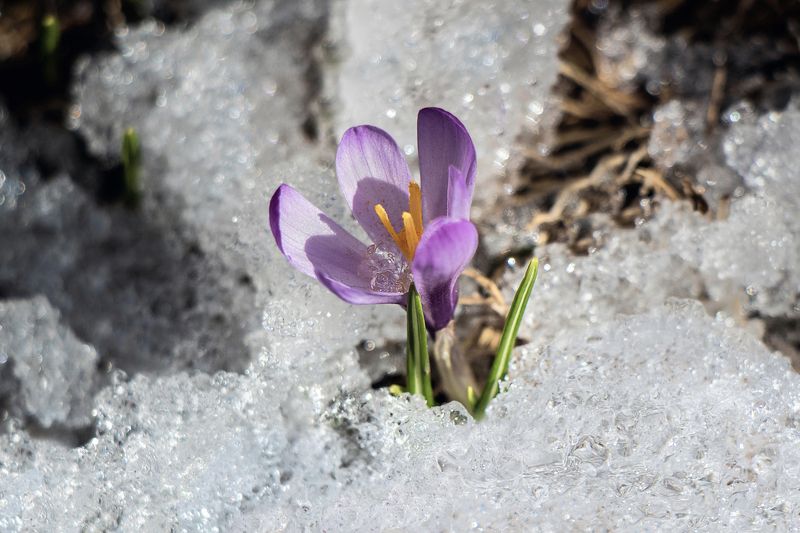 *** фото превью