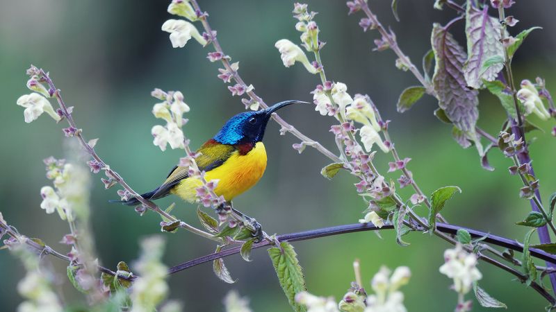 Непальская острохвостая нектарницаphoto preview