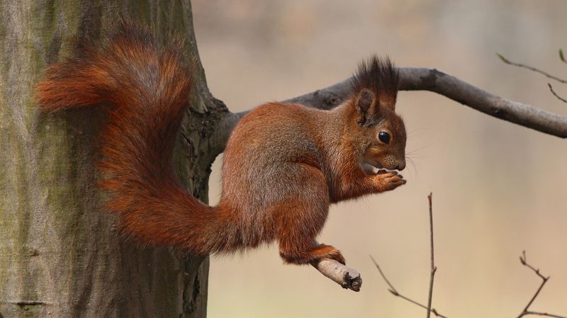 обыкновенная белка, белка, sciurus vulgaris, red squirrel, squirrel, парк имени макса ашманна И орешки всё грызётphoto preview