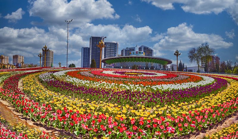 Тюльпановый рай! Душанбеphoto preview